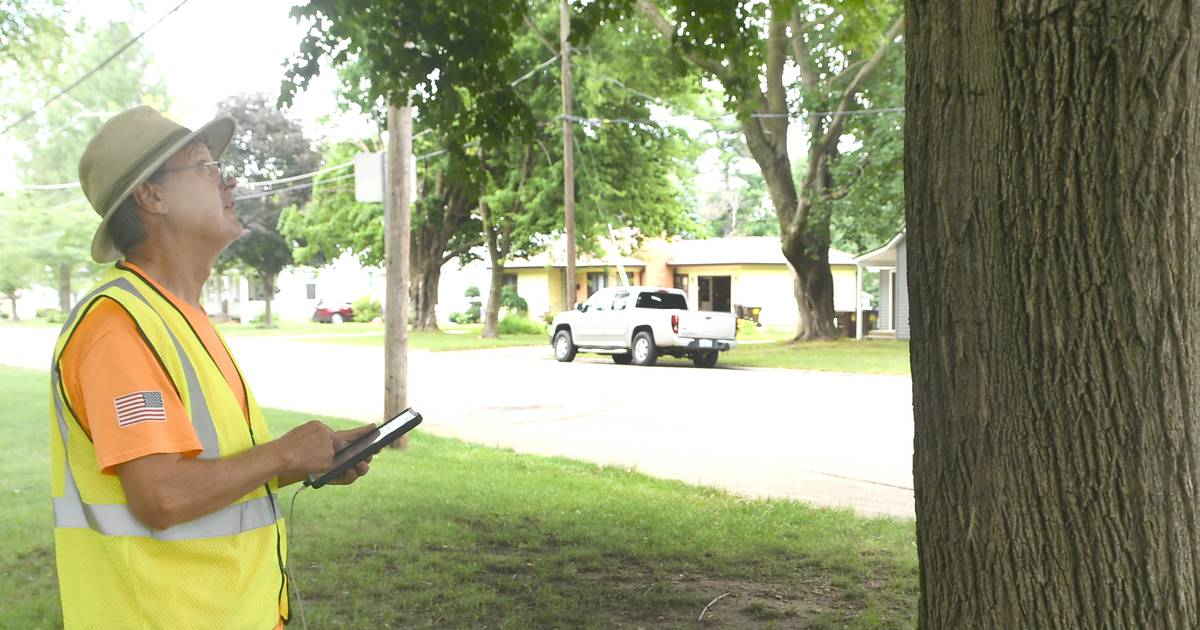 Oregon gets Tree City USA designation just in time for Arbor Day