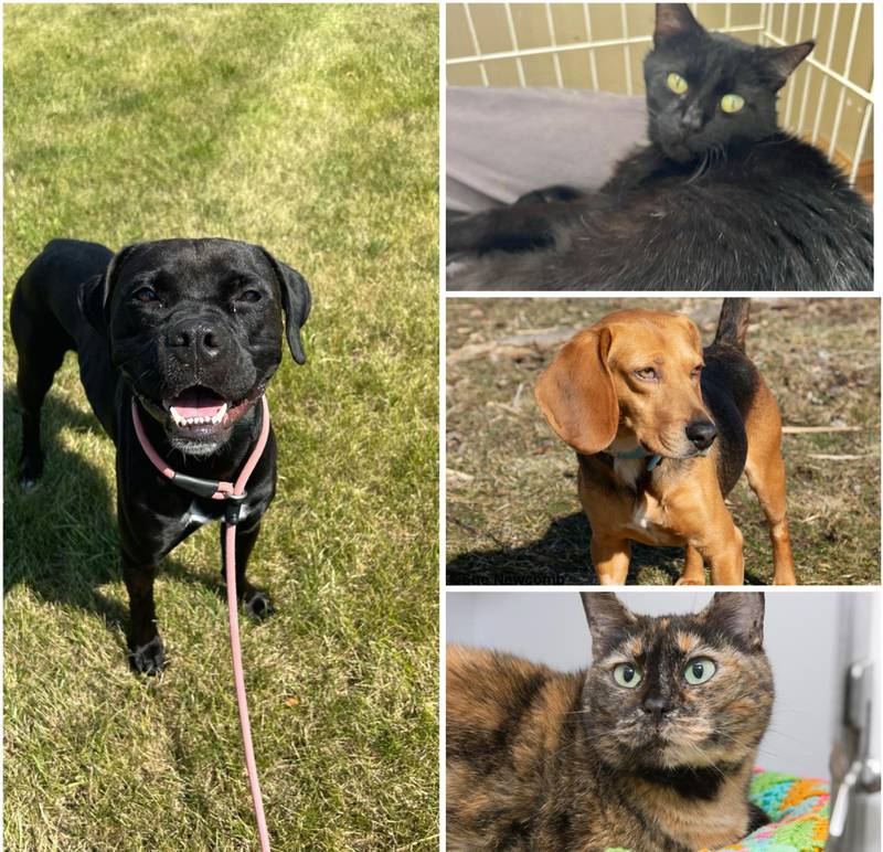 The Herald-News presents this week’s Pets of the Week. Read the description of each pet to find out about that pet, including where it can be adopted.