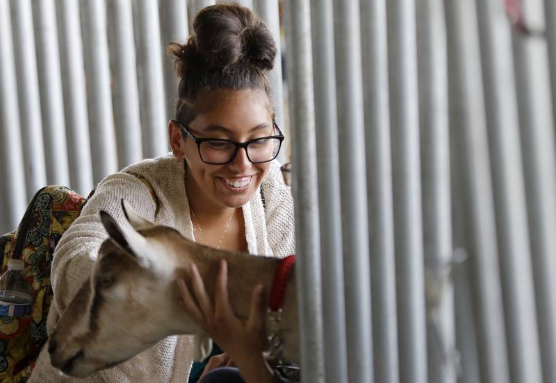 Madalynn Emberton, of Poplar Grove, pets the goats during the McHenry County Fair at the McHenry County Fairgrounds on Friday, Aug. 6, 2021 in Woodstock.  The fair continues through Sunday.