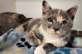 ‘Golden Girl’ kitten ready to find home of her own
