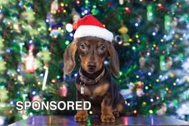 Tips for keeping pets safe from Christmas lights, decorations