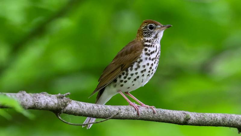 Often heard but seldom seen, the wood thrush is known for its melodious song of lilting, flute-like notes.