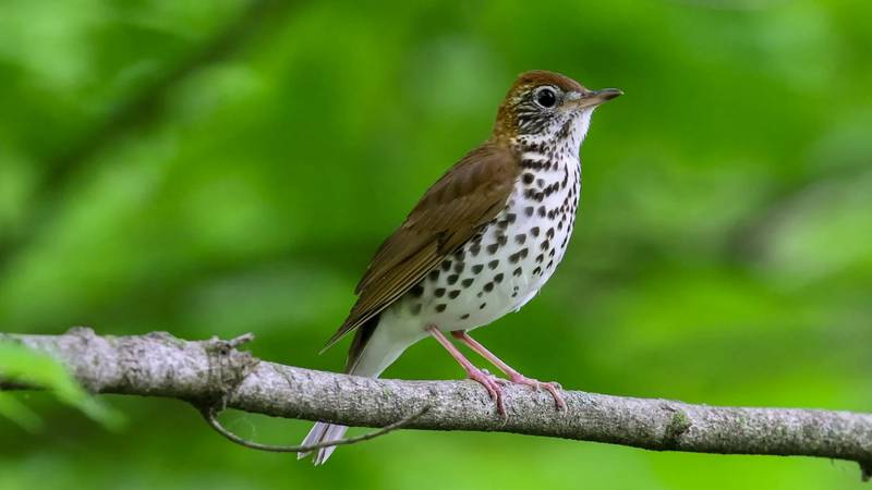 Often heard but seldom seen, the wood thrush is known for its melodious song of lilting, flute-like notes.