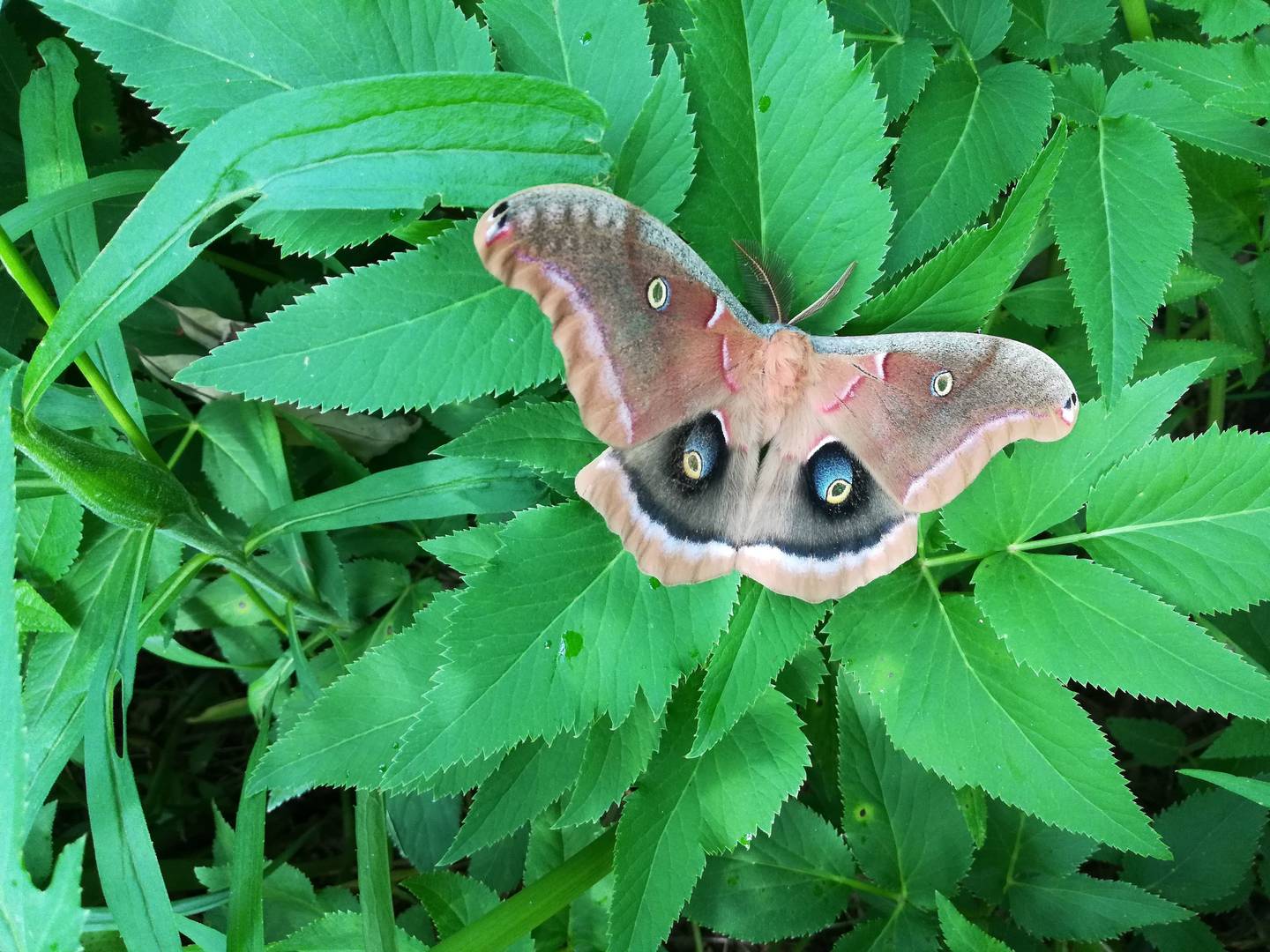 Polyphemus caterpillars, as well as the caterpillars of many other moth and butterfly species, spend the winter among downed leaves – a great reason to “leave the leaves” until warm temperatures return.