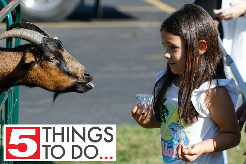 Keira Gorman, 7, of Rockford, exchanges glances with the animals at the petting zoo during the annual Settlers Days events on Saturday, Oct. 9, 2021 in Marengo.