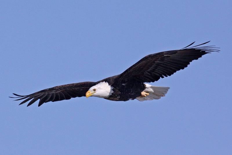 Celebrate bald eagles at the Forest Preserve District of Will County’s Eagle Watch on Jan. 11 at Four Rivers Environmental Education Center in Channahon.