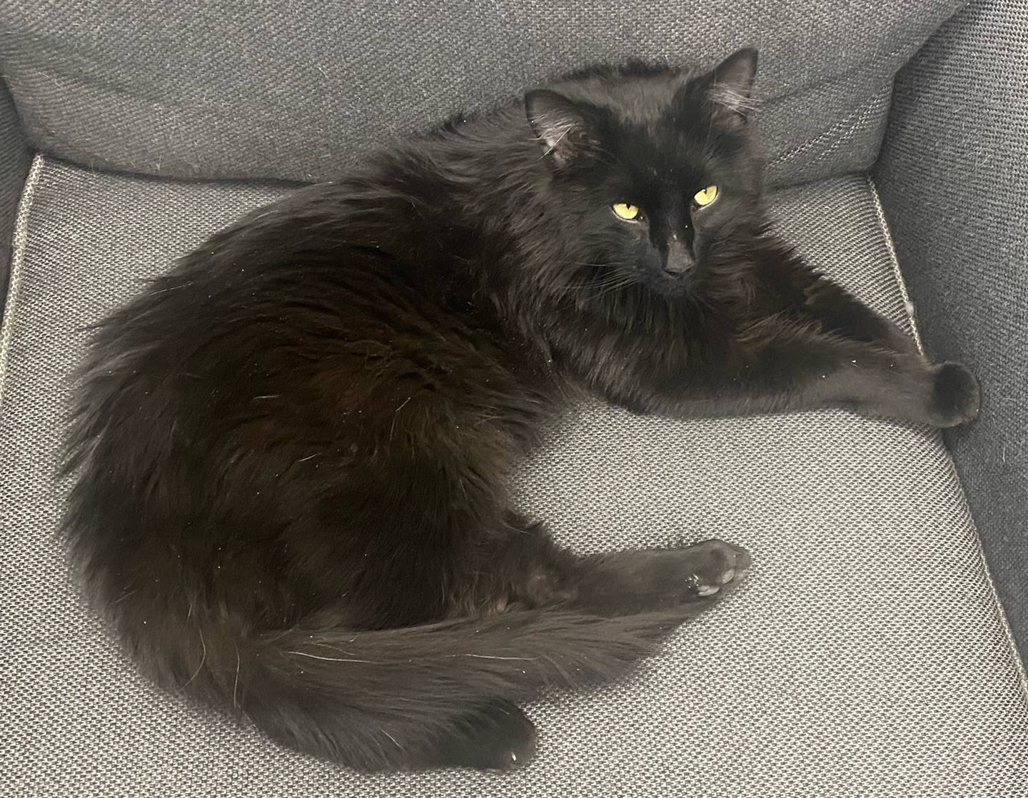 Magnus is a 2-year-old domestic long hair. He is playful, outgoing, and affectionate. Magnus enjoys playing with his toys and climbing. He would make a great addition to any family. For more information on Magnus, contact Forepaws at megan@forepawspets.com. Visit https://www.forepawspets.com/.