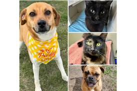 Will County Pets of the Week: June 16, 2025