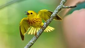 Four Rivers nature center in Channahon holds walking book club