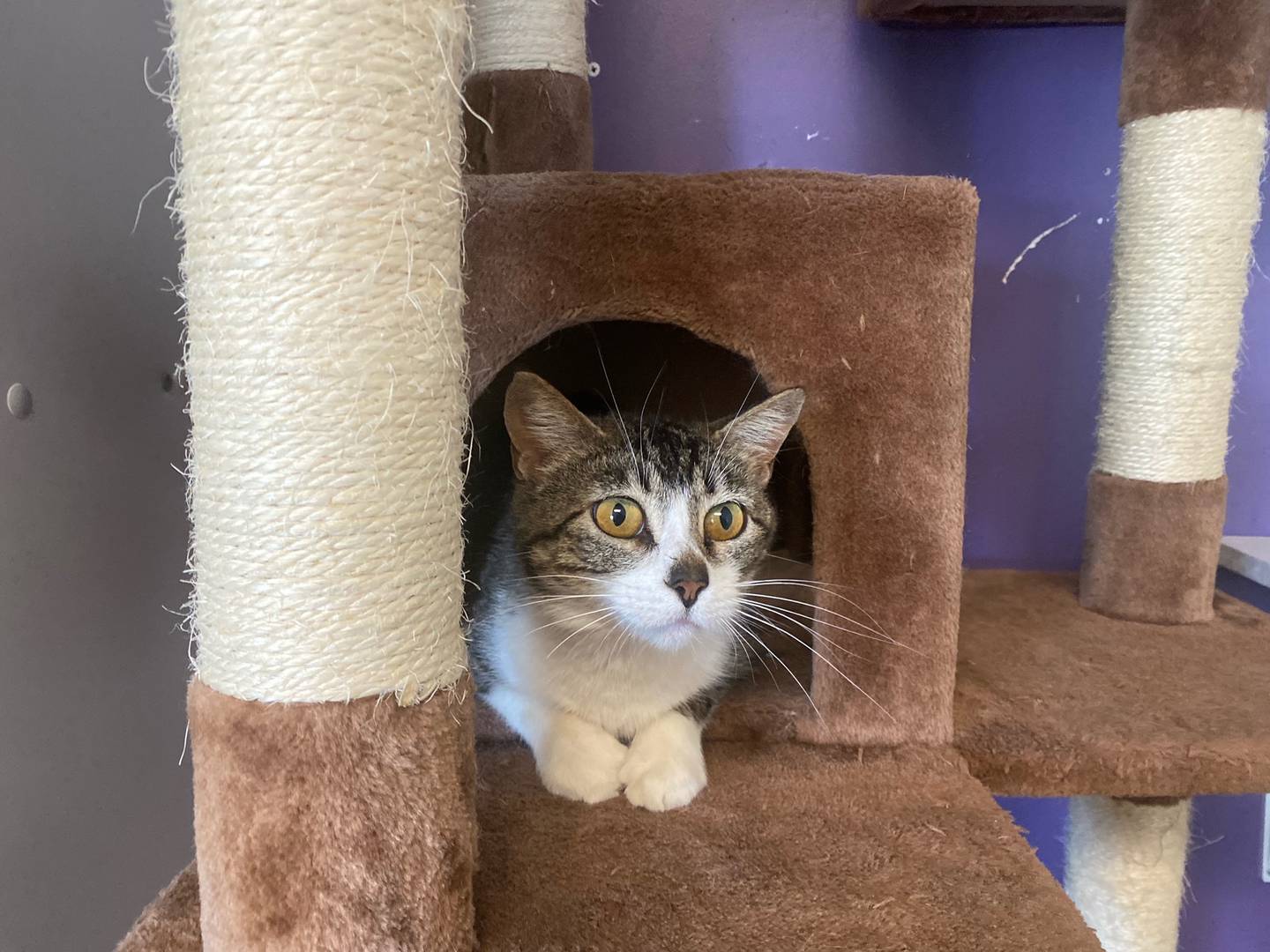 Fern is a two-year-old brown and white tabby. She is playful, outgoing, and affectionate. She does not get along with other cats, but would do well in a home with children. To meet Fern, visit justanimals.org or call 815-448-2510.