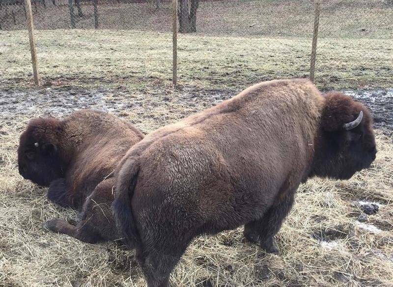 American bison Holly (left) died after suffering from a serious illness, leaving her daughter Pebbles (right) as the only bison at Buffalo Rock State Park. She may have a new companion as soon as the first week of November, according to a state official.