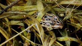 Calling Frog Survey training will teach 13 separate frog calls