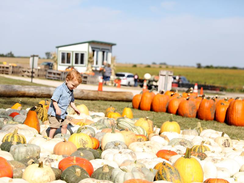 Fall fun is here: Find the perfect pumpkin at these northern Illinois farms