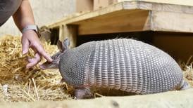 Down the Garden Path: Armadillos, the ‘Little Armored Ones’