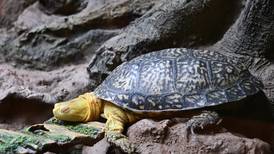 Baran-Unland: 10 reasons why you should eat dinner with turtles on May 23