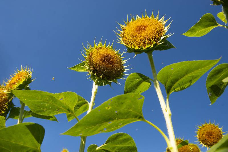 A patch of sunflowers, planted by the ag class at SVCC, sits proudly on display outside of the college.