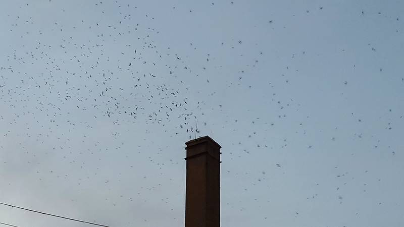 As dusk sets in, thousands of swifts, Chaetura pelagica, make their way into an uncapped, unlined chimney in Geneva, IL.