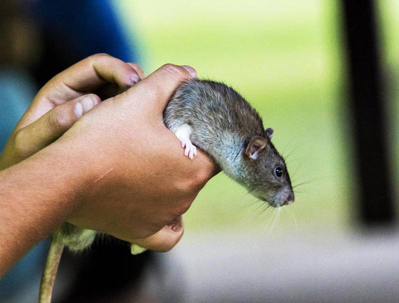 Hoo Haven intern Charlie Shriver holds a rat.