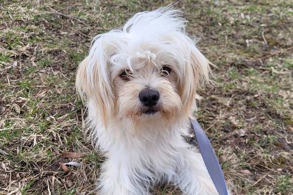 Young, fun-loving little dog ready to charm forever family