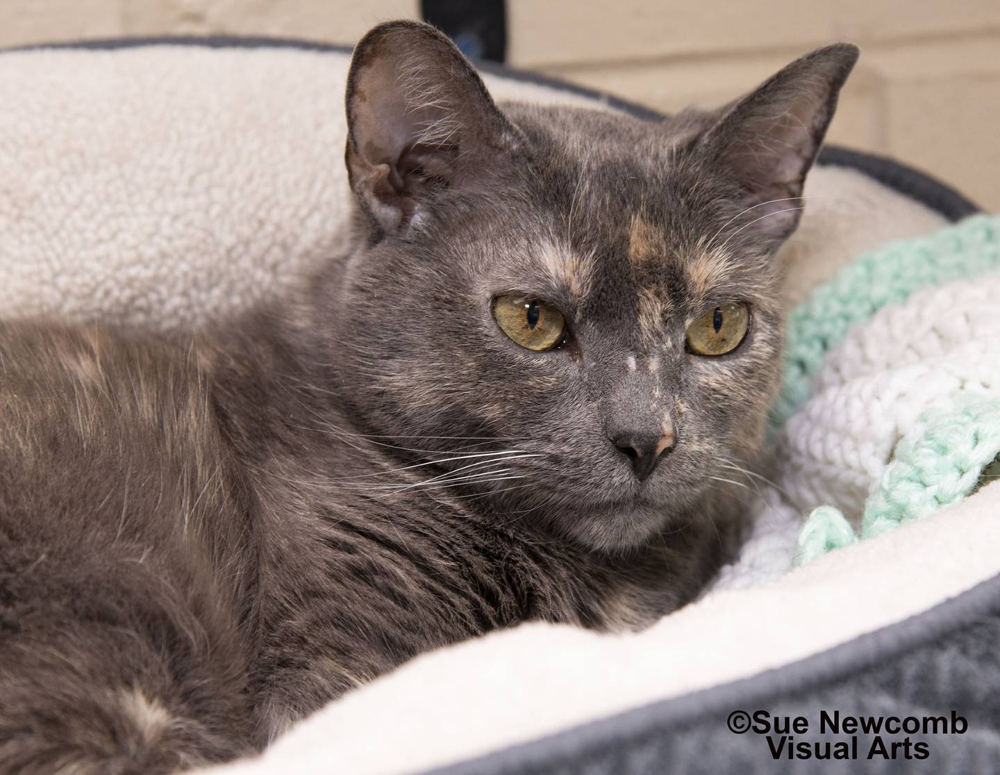 Sedona is a senior, female dilute torti cat who has the typical torti personality. She enjoys pets and comfy beds for naps. Sedona needs to be the only cat in her forever home. Contact the Will County Humane Society at willcountyhumane.com and follow the instructions for the adoption process.