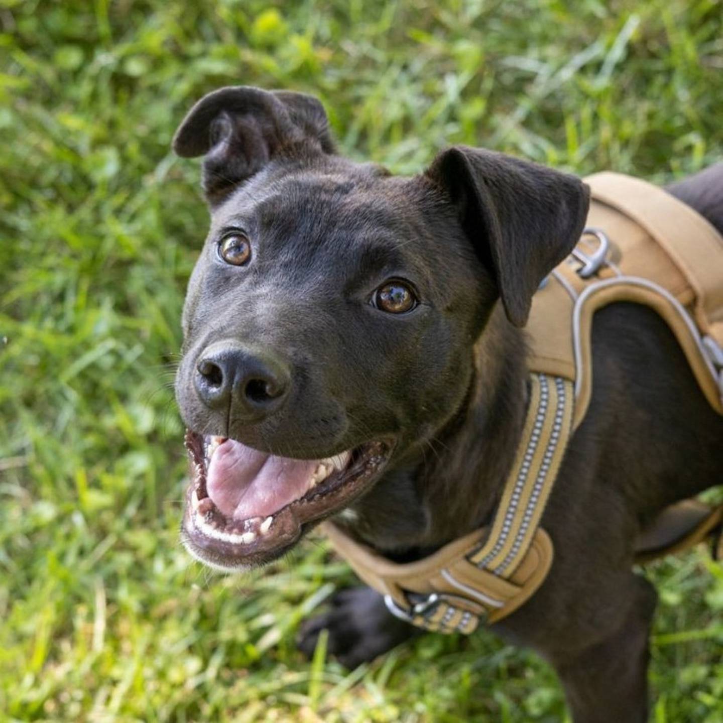 Meet Angus. He is a 6- month-old lab and pit mix.  He’s learning to walk on a leash, great with crate training and just wrapping up the nippy puppy stage. So it’s the perfect time to adopt him. He was found as a stray and his foster mom has done a wonderful job with training and acclimating him to a home environment. He’s up-to-date on his vaccinations and neutered. All he needs now is a home of his very own. To find out more about Angus, email Sabrina at barsiibeds@gmail.com.