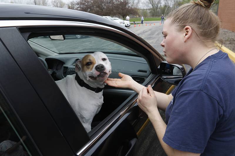 Janelle Carlson comforts Zander after the dog received a rabies vaccine during a rabies vaccine event on Tuesday, April 16, 2024, at the McHenry County Animal Control and Adoption Center, in Crystal Lake. Two more low-cost rabies vaccination clinics will be offered on May 14th, and May 21st. The clinics are by appointment only, and registration is available online at bit.ly/MCAC-clinics.