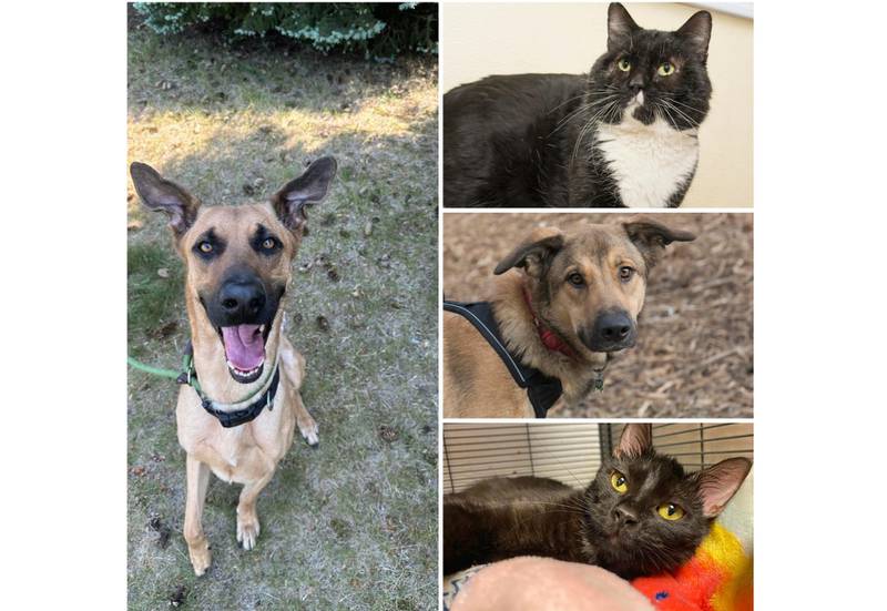 The Herald-News presents this week’s Pets of the Week. Read the description of each pet to find out about that pet, including where it can be adopted.