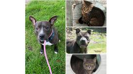 Pets of the Week: July 31, 2023