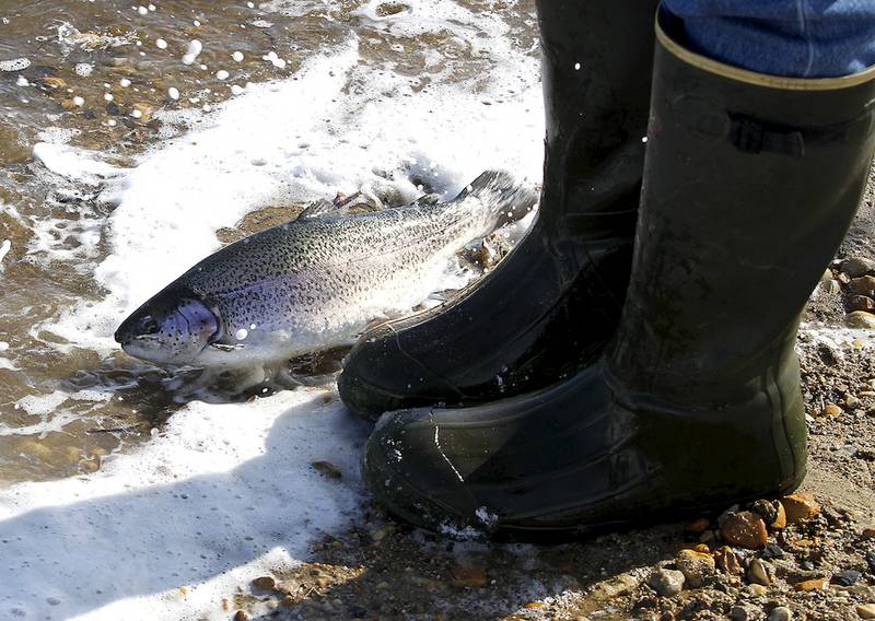 One of the more than 2,200 trout released into Lake Atwood at The Hollows works its way back into the water after jumping on shore. The lake was stocked in advance of the opening of trout season Saturday, April 4.