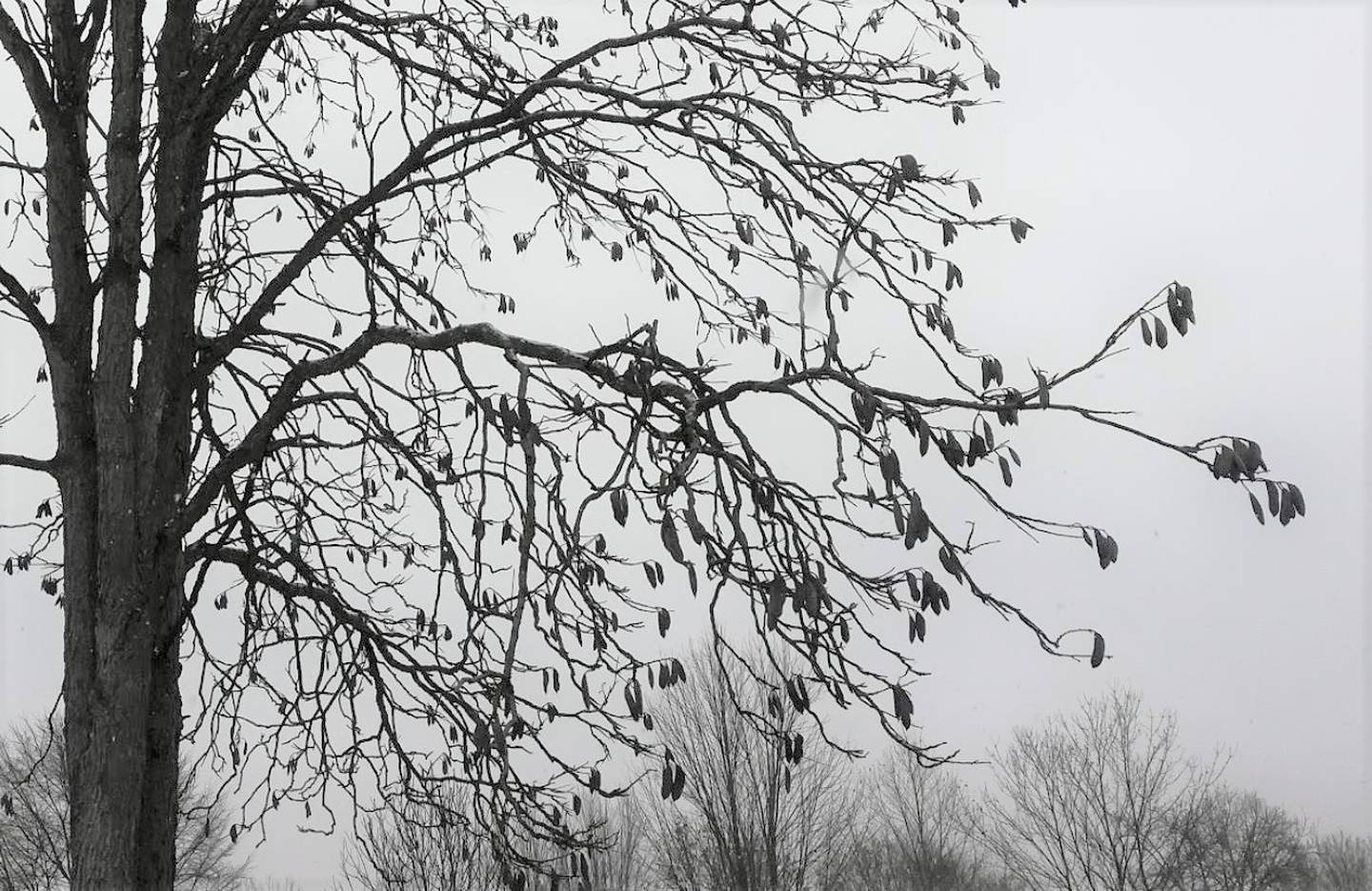 The reddish-brown pods of the Kentucky coffeetree contain seeds that were once used as a coffee substitute and, even further back, as food for Ice Age megafauna.