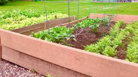Down the Garden Path: Guest columnist series –Prepare for spring and scratch that gardening itch, part 2