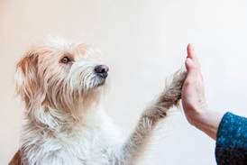 Starting 2026 on the right paw 