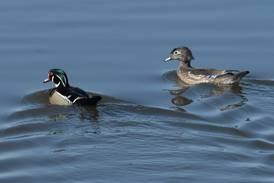 100th anniversary of Upper Mississippi River National Wildlife and Fish Refuge to be topic May 18