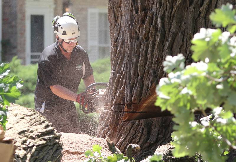 Darren Ryan, owner of D. Ryan Tree and Landscape, makes some of the final cuts before taking down the historic oak tree Thursday July 21, 2022, at 240 Rolfe Road in DeKalb. The tree, one of the oldest in the city, was beginning to die and lost a branch in a storm last week so at the advice of an arborist the city opted to remove it rather than risk more branches coming down and causing damage or injury.