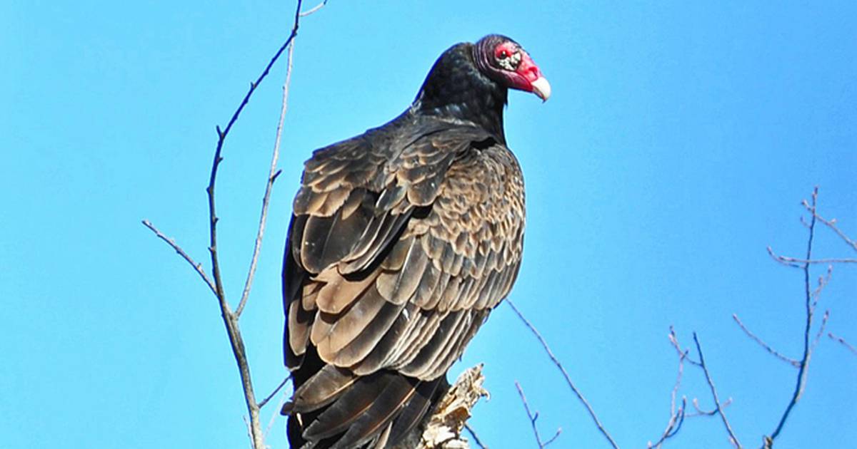 Otto Turkey vultures are big, creepy and wonderful Shaw Local
