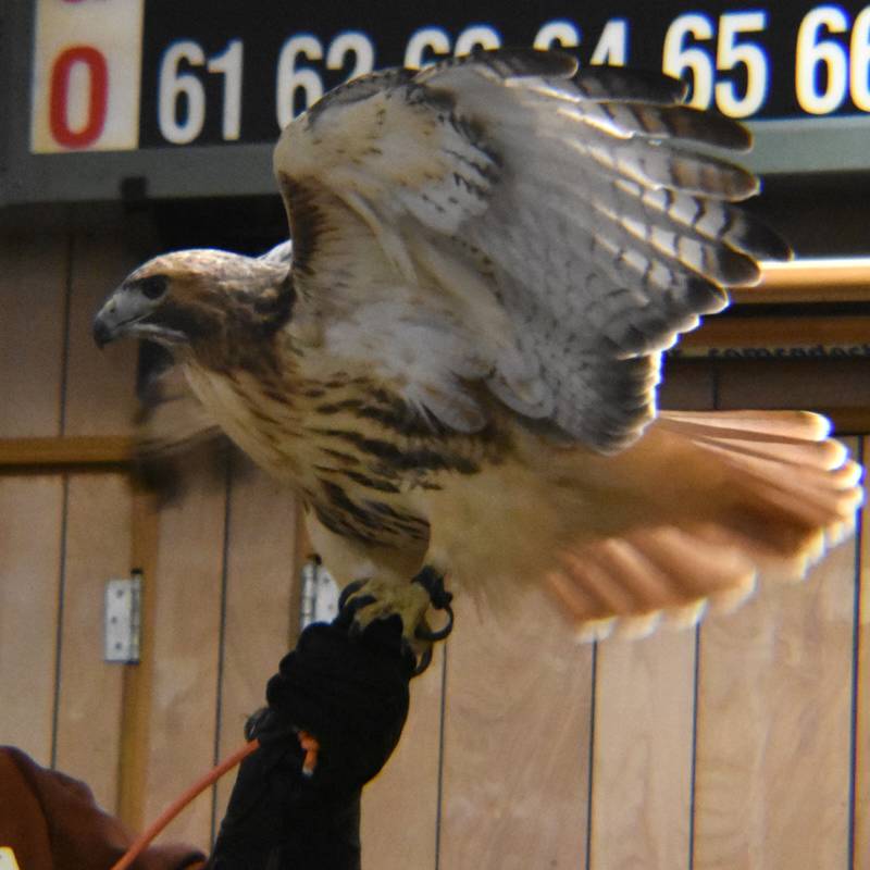 Northern Illinois Raptor Rehab & Education showcased live birds of prey on Saturday. Feb. 8, 2025 at Flock to the Rock in Rock Falls. Presenters captured the attention of the audience with all the different types of birds, including Tesa, a 7-year-old, red-hair hawk.