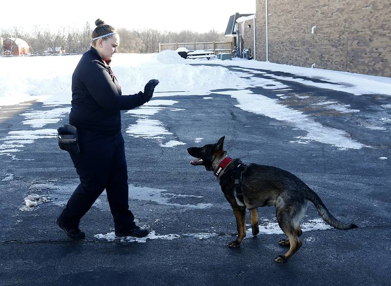 Wonder Lake firefighter and paramedic Ginelle Hennessey works with 7-month-old Jäger, a German shepherd getting trained as a search-and-rescue dog, Tuesday, Jan. 31, 2023, at Wonder Lake Fire Protection District Station 1, 4300 E. Wonder Lake Road in Wonder Lake. Once trained, the dog will be the first fire department search-and-rescue dog in McHenry County.