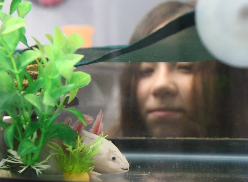 Sara Shin, looks through her aquarium at her Axolotl pet named “Boop” at her home on Wednesday, Aug. 10, 2022 in Peru. Shin draws faces on the side of her aquarium and has had over 80 million views on TikTok. The Axolotl is an amphibian native to Mexico and is closely related to the Tiger salamander. You can watch Shin’s videos by searching boop_the_axolotl on TikTok.