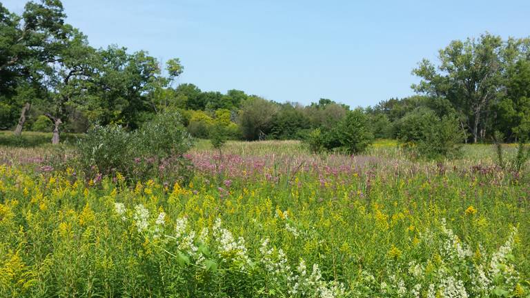 The McHenry County Conservation District announced grant funding on August 4, 2022, for a hydrological study of the Boger Bog in Bull Valley, pictured here.