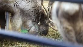 Reindeer and holiday cheer comes to downtown Frankfort this weekend
