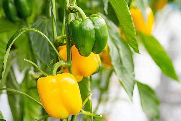 Down the Garden Path: Snacking peppers bring big flavor in a small size