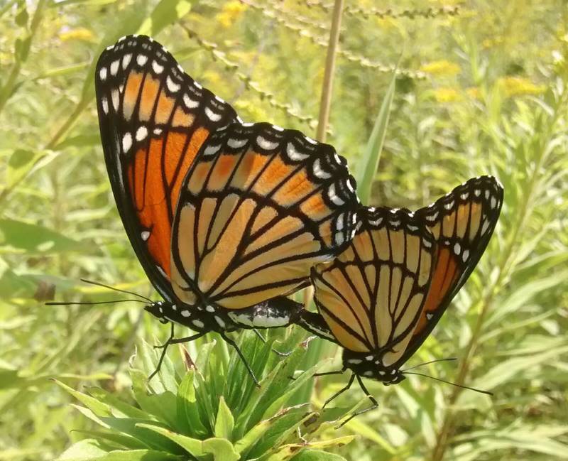 Think you’re seeing monarchs mating? Look again! These two butterflies are viceroys, distinguished from monarchs by the dark line across the hindwing and by a host of lifestyle differences.