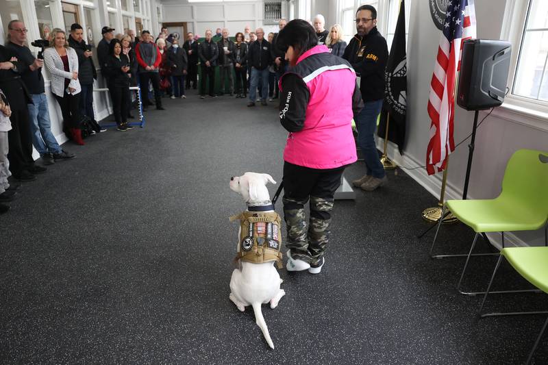 Dog trainer Kate McGrail does a demonstration with service dog Omega, an American Bulldog at the K9s for Veterans Joliet training campus. K9s for Veterans hosted a ribbon-cutting ceremony for the opening of its Joliet training campus on Wednesday, Feb. 15, 2023, in Joliet.