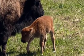 Baby bison born at Kane County forest preserve; 1st bison Mother’s Day in more than 200 years