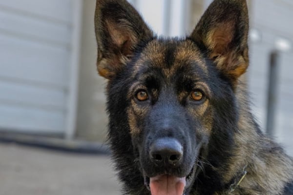Crystal Lake police add new K-9 to the team 