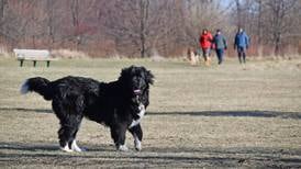 Will County forest preserve hosts dogs and their owners at Mutts and Mugs Day 