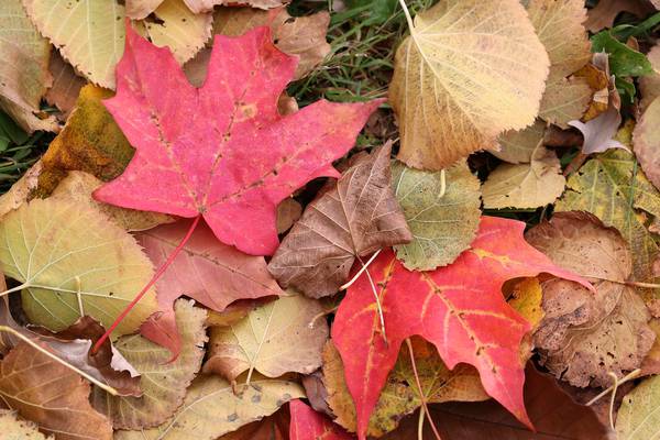 St. Charles fall leaf collection underway