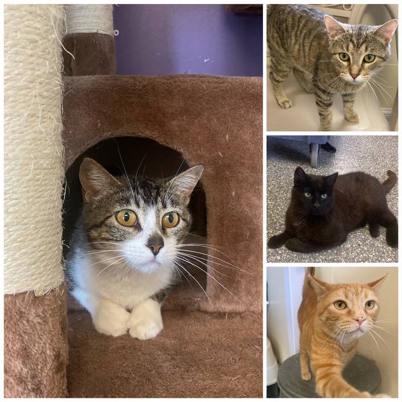 The Morris Herald-News presents this week’s Pets of the Week.