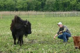Ultimate home for captured ‘Tyson the Bison’ still in the works