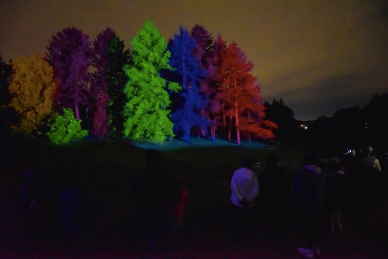 "Treemagination" casts projections on large pine trees at the Morton Arboretum "Illumination" holiday display in Lisle. (John Starks | Staff Photographer)